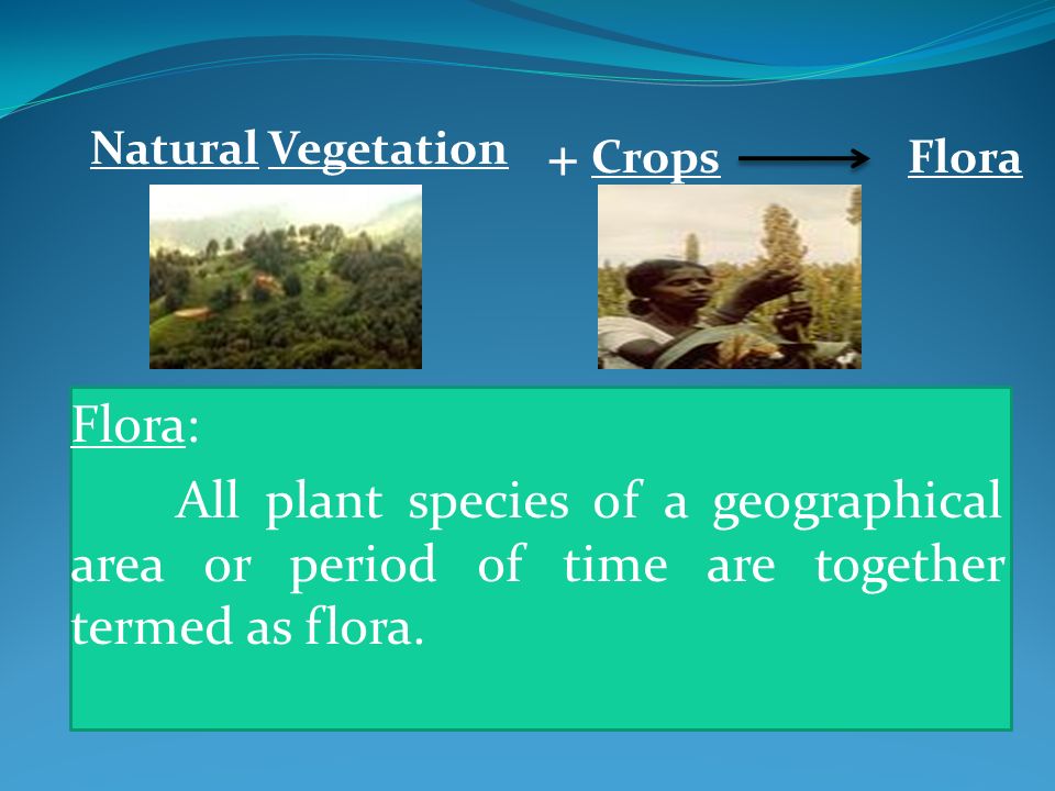 NATURAL VEGETATION AND WILDLIFE ppt download